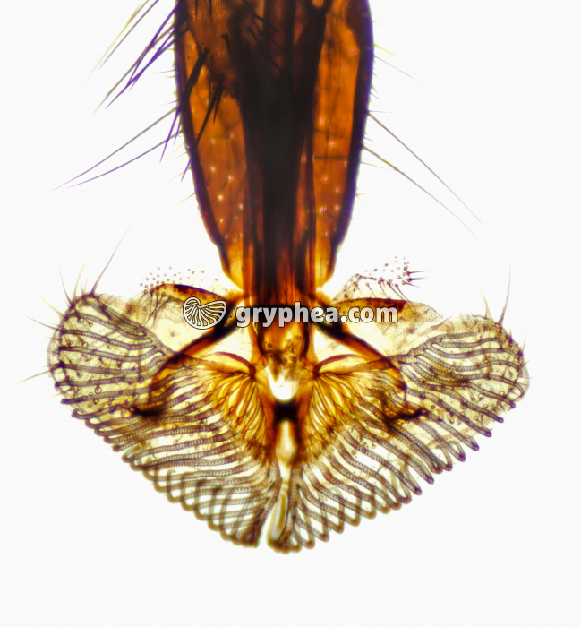 Tête d'insecte - type suceur labial (détail de la trompe) - Mouche x10 - gryphea.org
